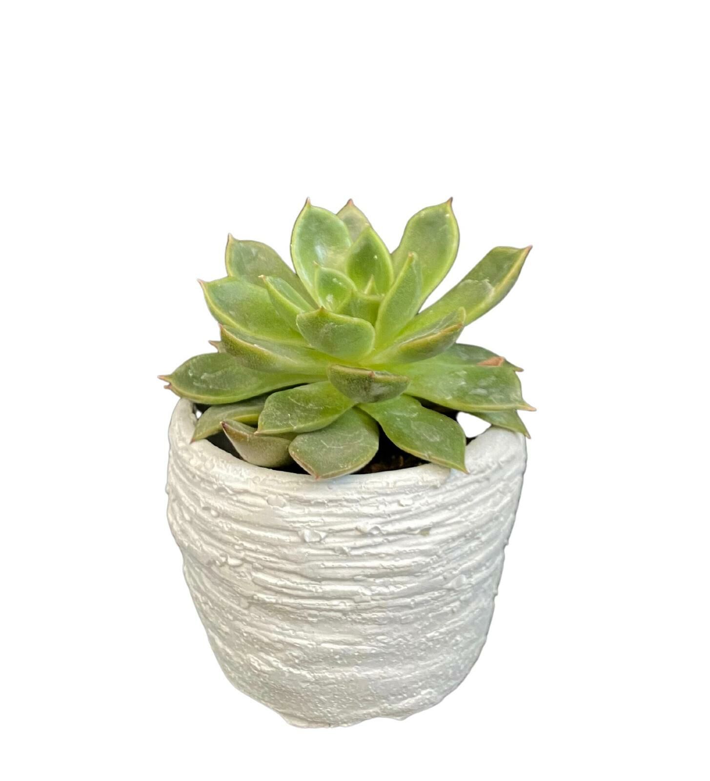 Çizgi Model Beton Kaktüs ve Sukulent Saksı