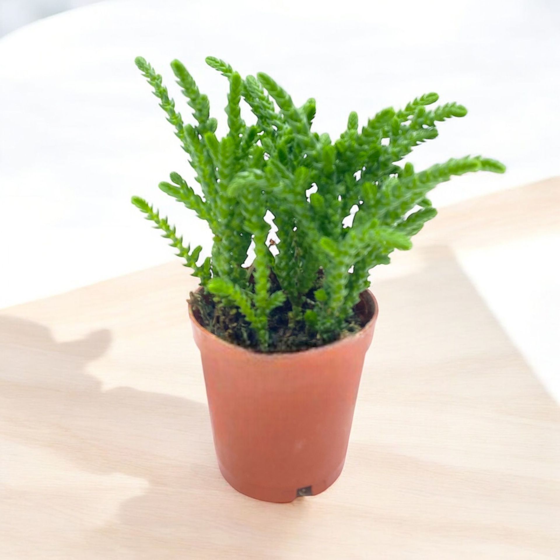 Prenses Çamı - Crassula Muscosa Sukulent Bitkisi