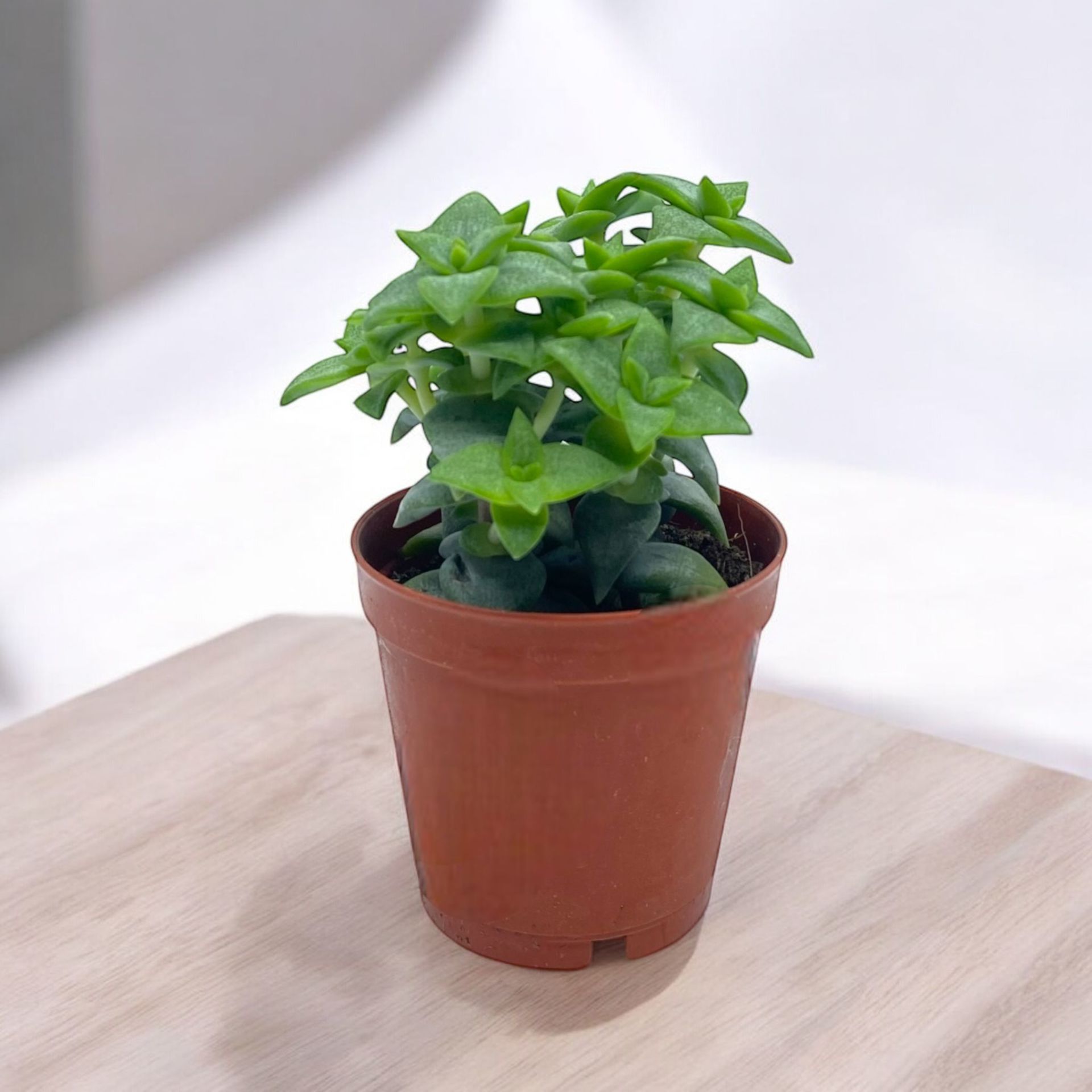 Crassula Perforata - DÜğme Sukulent bitkisi