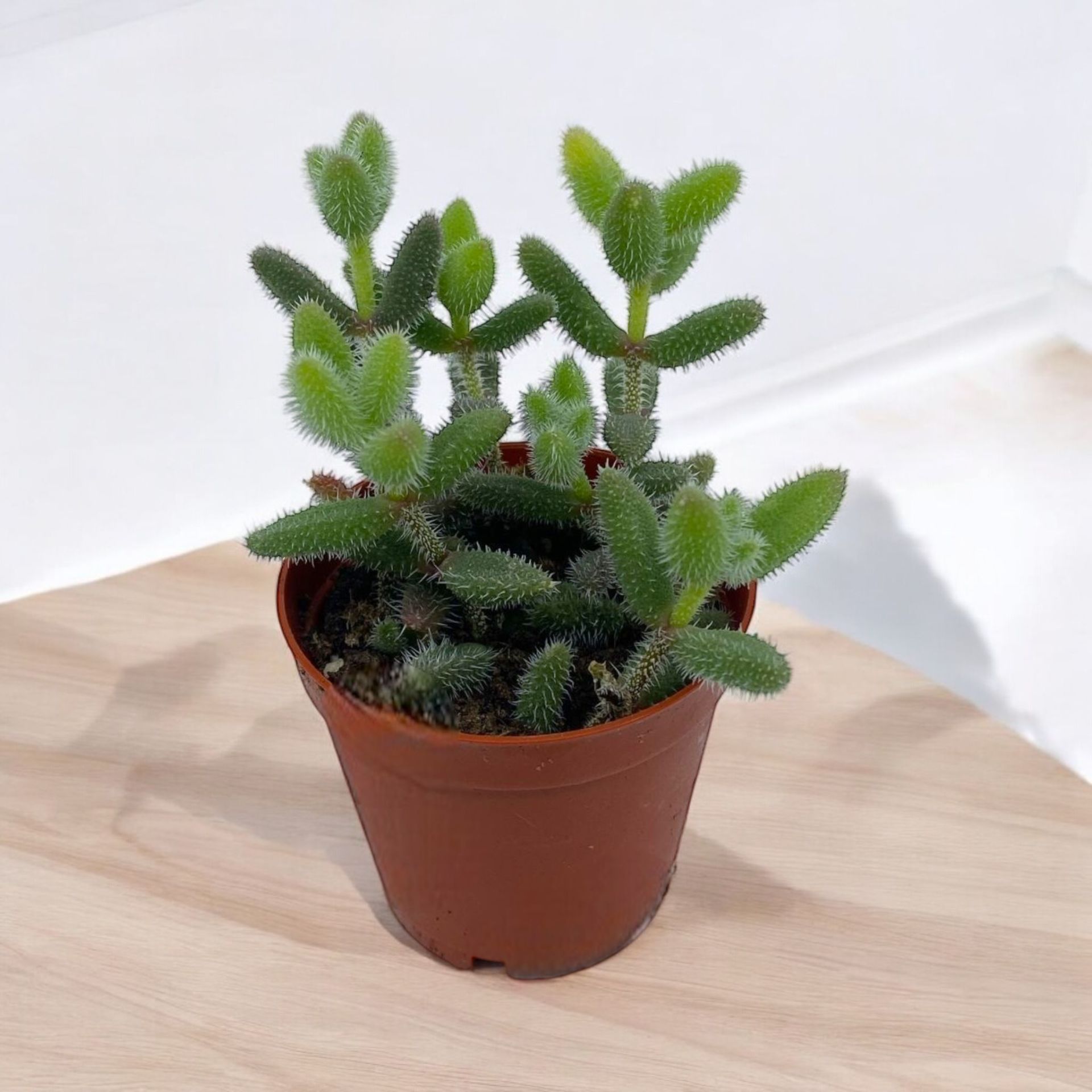 Delosperma Echinatium- Turşu Kaktüs