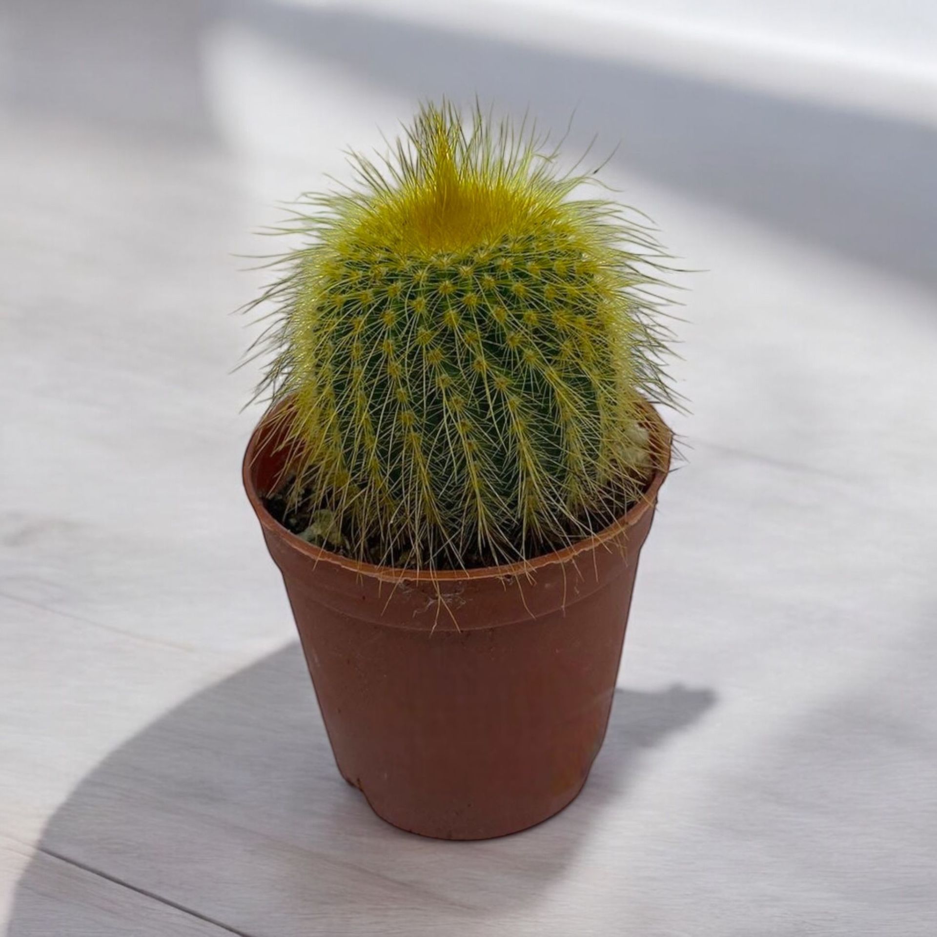 Notocactus Leninghausii - Sarı Uzun Sakallı Kaktüs