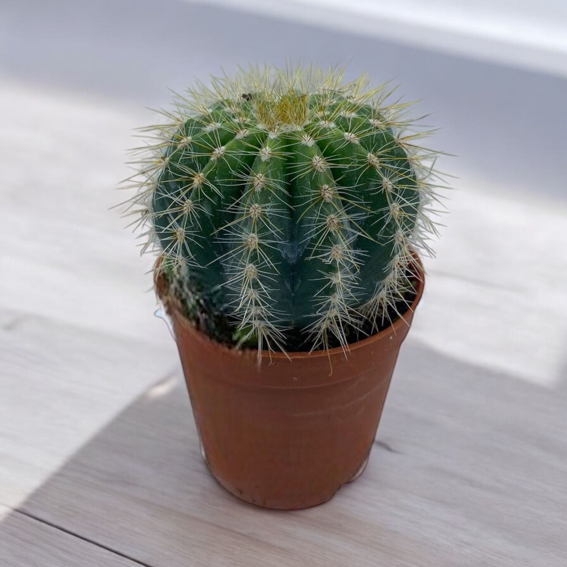 Echinocactus Grusonii-Ekinoks Kaktüs Bitkisi