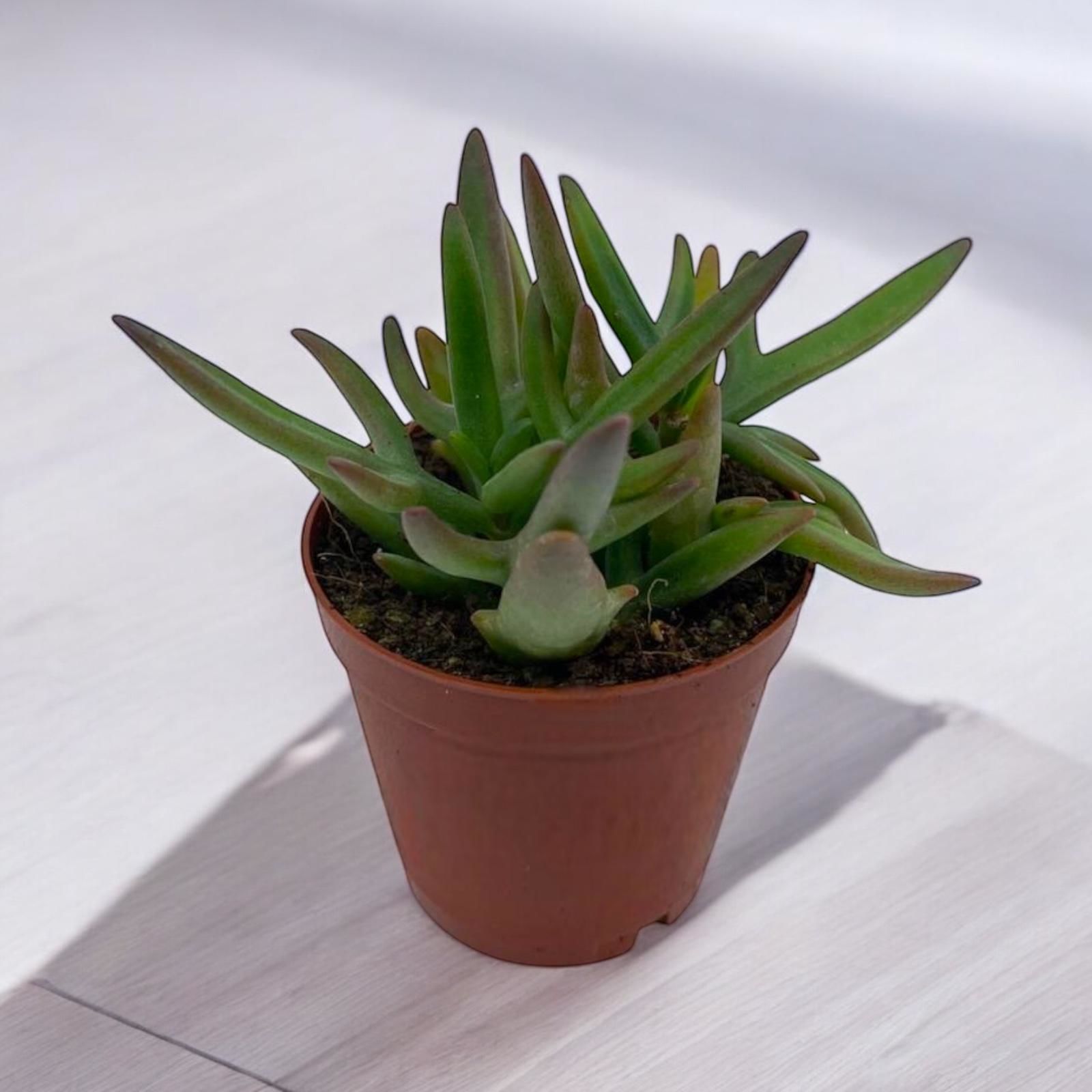 Crassula mesembryanthemoides - Yeşim Sukulent Bitkisi