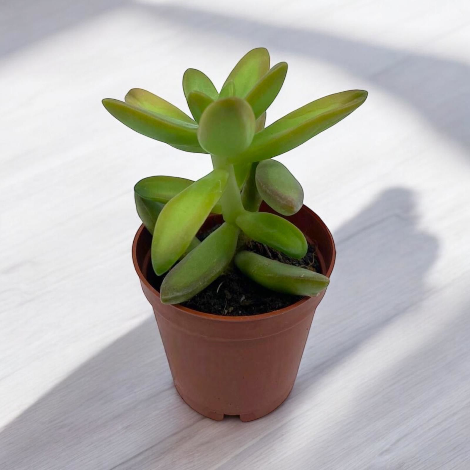 Sedum Nussbaumerianum - Taş Otu