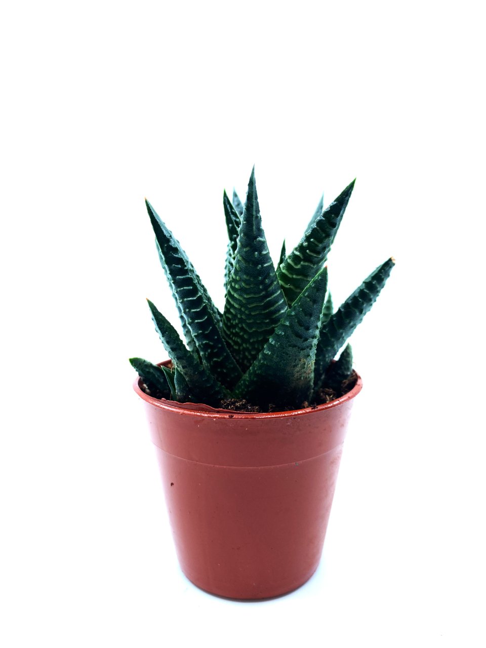 Haworthia Limifolia Succulent Tırtır Yapraklı Sukulent Bitkisi
