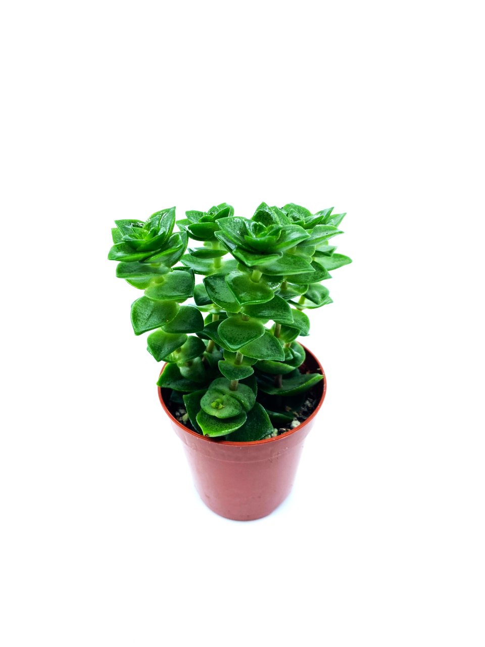 Crassula Perforata Sukulent Bitkisi