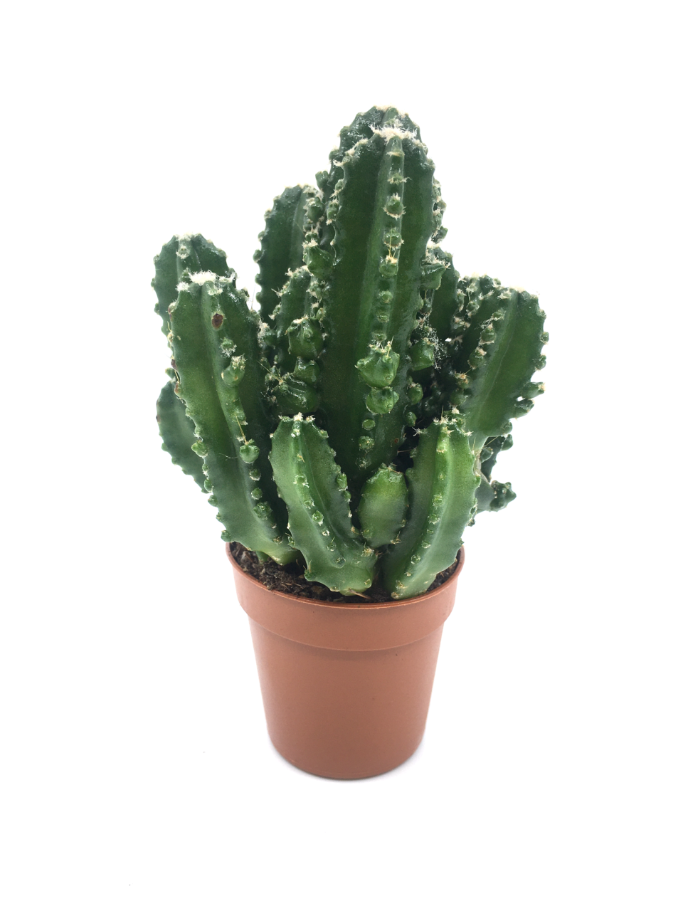 Dikenli Tel Kaktüsü Triangle Cactus Bitkisi