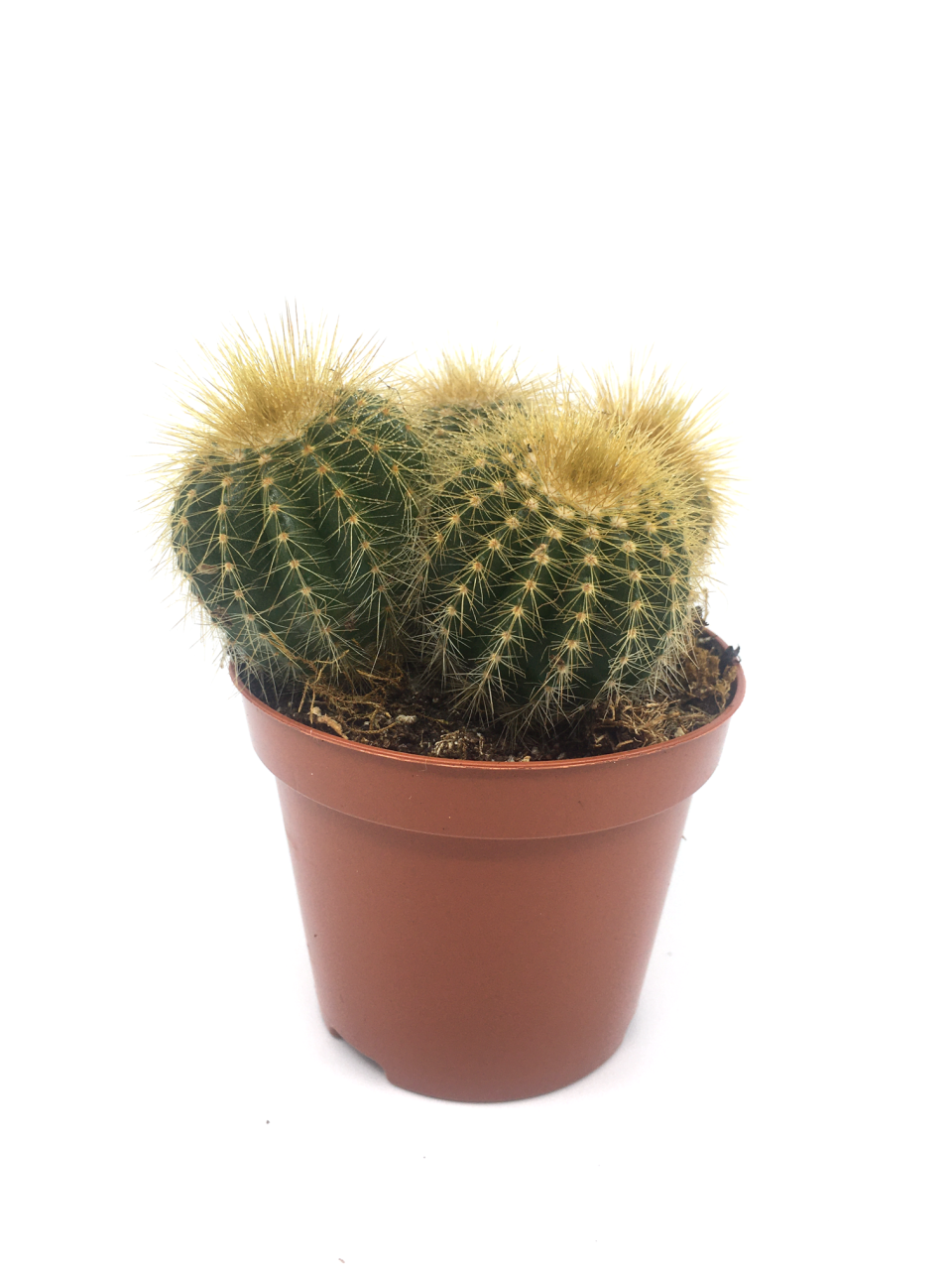 Perodia Scopa Silver Ball Cactus Dikenli Kaktüs