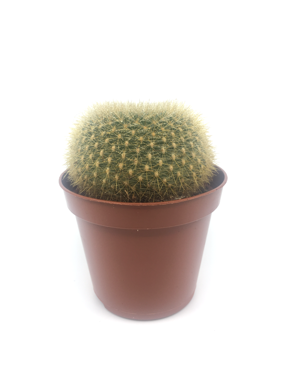 Mammillaria Microhelia Kaktüs Bitkisi