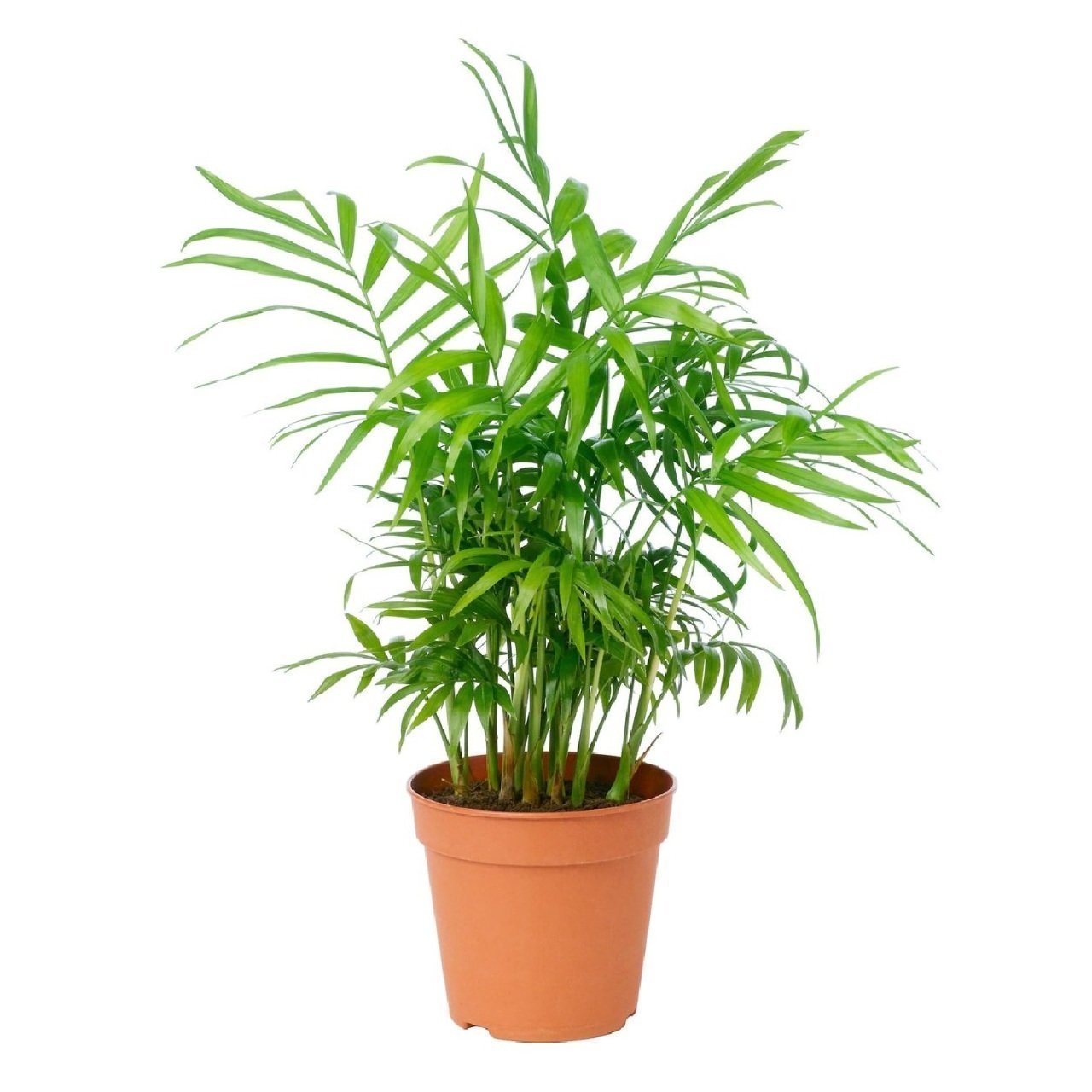 Dağ Palmiyesi, Chamaedore Elegans 30-40 Cm Palmiye Ev Ofis Bitkisi