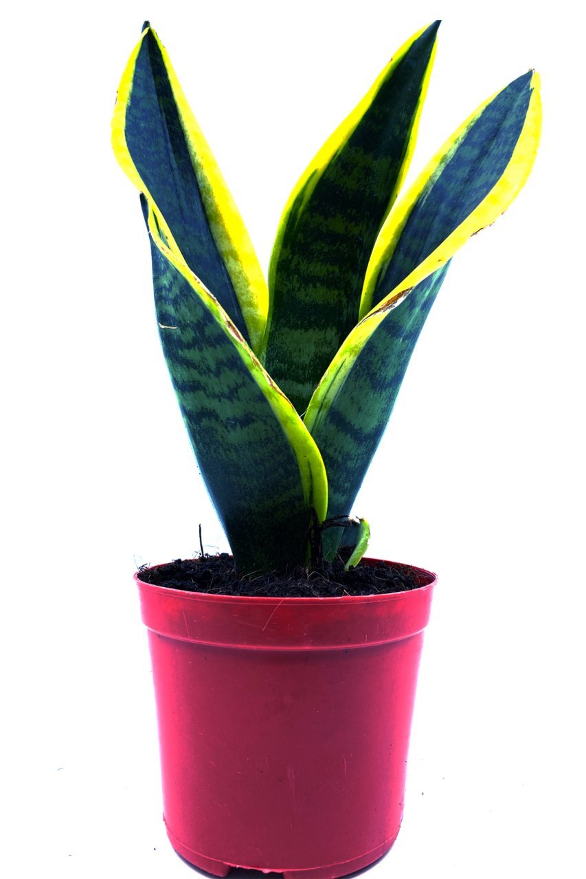 Paşa Kılıcı Peygamber Kılıcı Sansevieria Bitkisi Ev Ofis Bitkisi 30 - 40 Cm