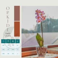 Orkide Şeffaf Tabaklı Saksı 1.5 Litre