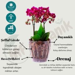 Orkide Şeffaf Tabaklı Saksı 1.5 Litre