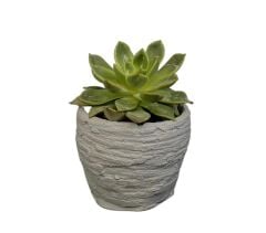 Çizgi Model Beton Kaktüs ve Sukulent Saksı