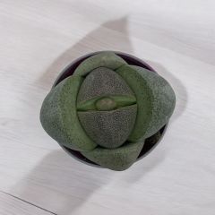 Taş Kaktüs - Lithops terricolor
