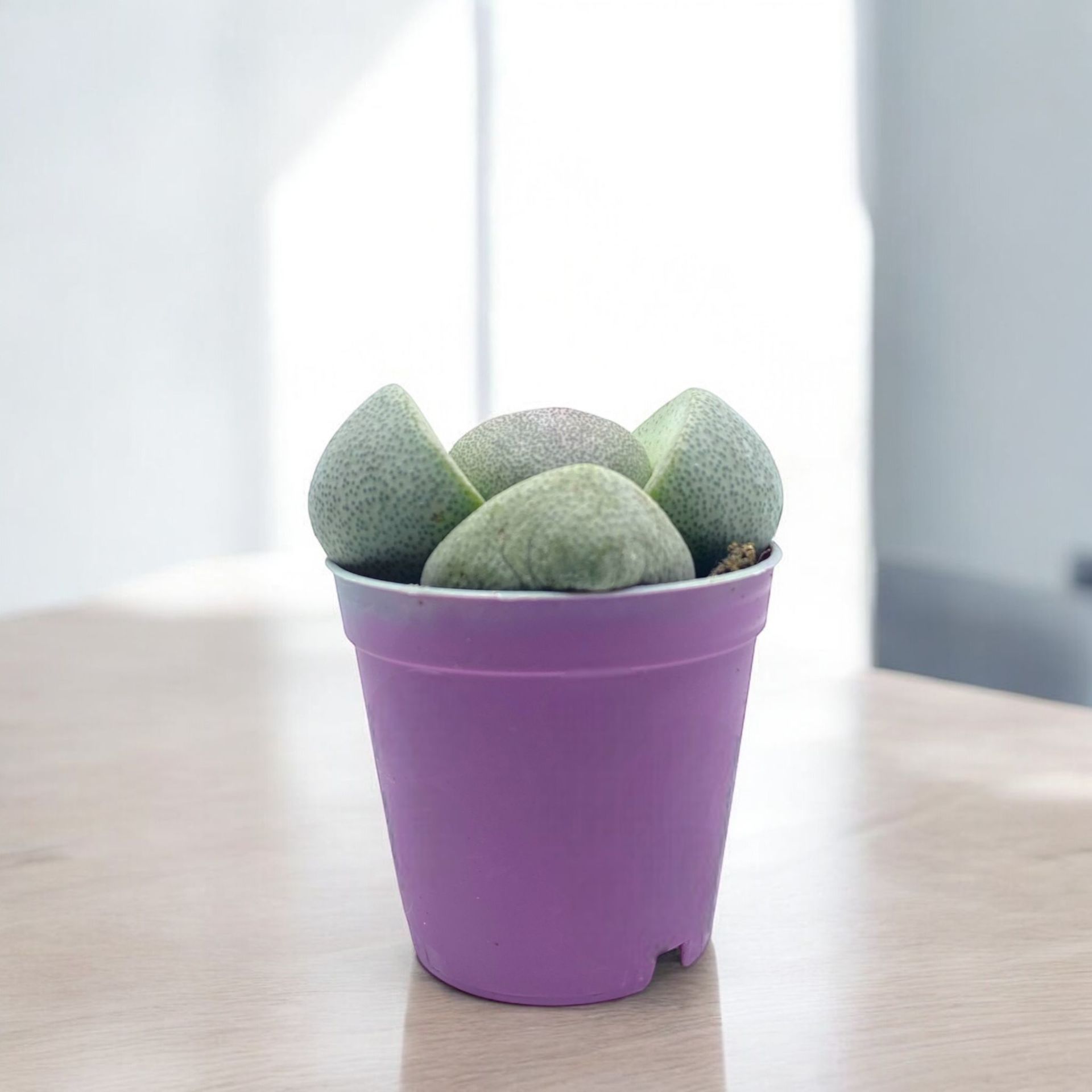 Taş Kaktüs - Lithops terricolor