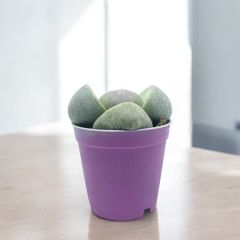 Taş Kaktüs - Lithops terricolor