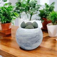 Taş Kaktüs - Lithops terricolor