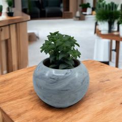 Crassula Perforata - DÜğme Sukulent bitkisi