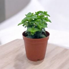 Crassula Perforata - DÜğme Sukulent bitkisi