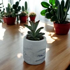 Kalanchoe Tomentosa - Panda Sukulent Bitkisi