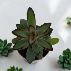 Kalanchoe Tomentosa - Panda Sukulent Bitkisi