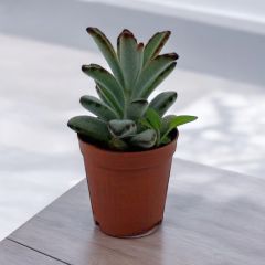 Kalanchoe Tomentosa - Panda Sukulent Bitkisi
