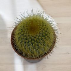 Notocactus Leninghausii - Sarı Uzun Sakallı Kaktüs