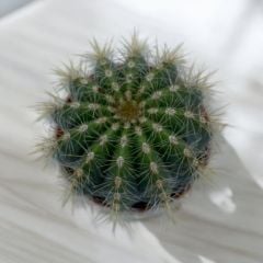 Echinocactus Grusonii-Ekinoks Kaktüs Bitkisi