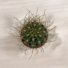 Ferocactus Electracanthus - Sıradışı Dikenli Kaktüs Bitkisi