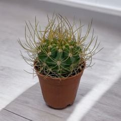 Ferocactus Electracanthus - Sıradışı Dikenli Kaktüs Bitkisi
