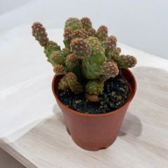 Opintia Monocantha - Kaynana Dili Kaktüs Bitkisi