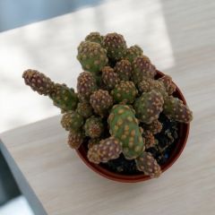 Opintia Monocantha - Kaynana Dili Kaktüs Bitkisi