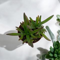 Crassula mesembryanthemoides - Yeşim Sukulent Bitkisi