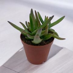 Crassula mesembryanthemoides - Yeşim Sukulent Bitkisi