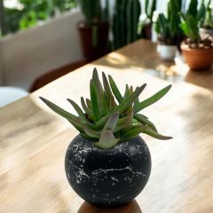 Crassula mesembryanthemoides - Yeşim Sukulent Bitkisi