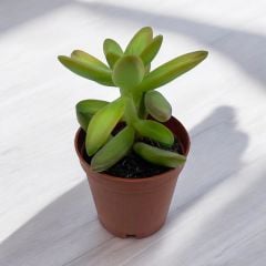 Sedum Nussbaumerianum - Taş Otu