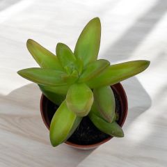 Sedum Nussbaumerianum - Taş Otu