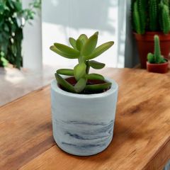 Sedum Nussbaumerianum - Taş Otu