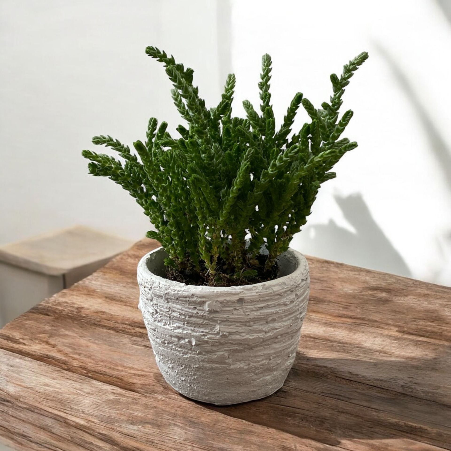 Duvar Desen Beton Saksı 0,15 litre  - Kaktüs Sukulent Saksısı