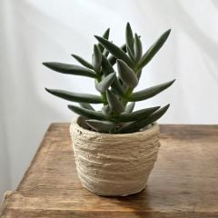 Duvar Desen Beton Saksı 0,15 litre  - Kaktüs Sukulent Saksısı