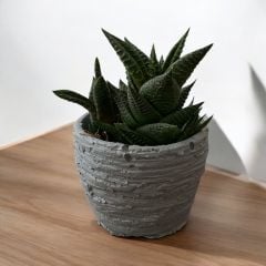 Duvar Desen Beton Saksı 0,15 litre  - Kaktüs Sukulent Saksısı