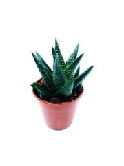Haworthia Limifolia Succulent Tırtır Yapraklı Sukulent Bitkisi