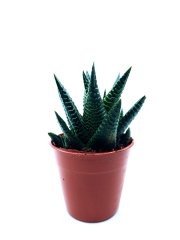 Haworthia Limifolia Succulent Tırtır Yapraklı Sukulent Bitkisi