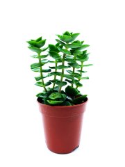 Crassula Perforata Sukulent Bitkisi