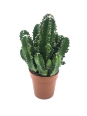 Dikenli Tel Kaktüsü Triangle Cactus Bitkisi