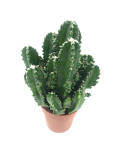 Dikenli Tel Kaktüsü Triangle Cactus Bitkisi