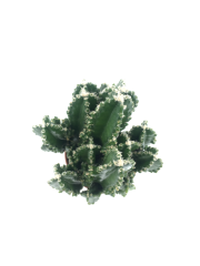 Dikenli Tel Kaktüsü Triangle Cactus Bitkisi