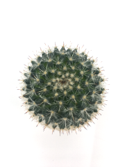 Mammillaria Bombycina Dikenli Kaktüs