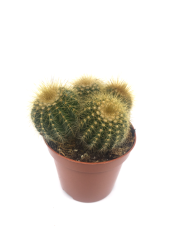 Perodia Scopa Silver Ball Cactus Dikenli Kaktüs